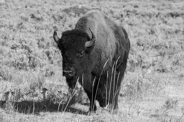 Hopkins, Cindy Miller 아티스트의 USA-Wyoming-Yellowstone National Park-Lamar Valley-American bison작품입니다.